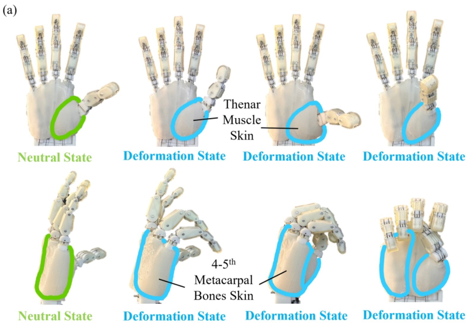 RIM Hand: A Robotic Hand with an Accurate Carpometacarpal Joint and Nitinol-Reinforced Skeletal Structure