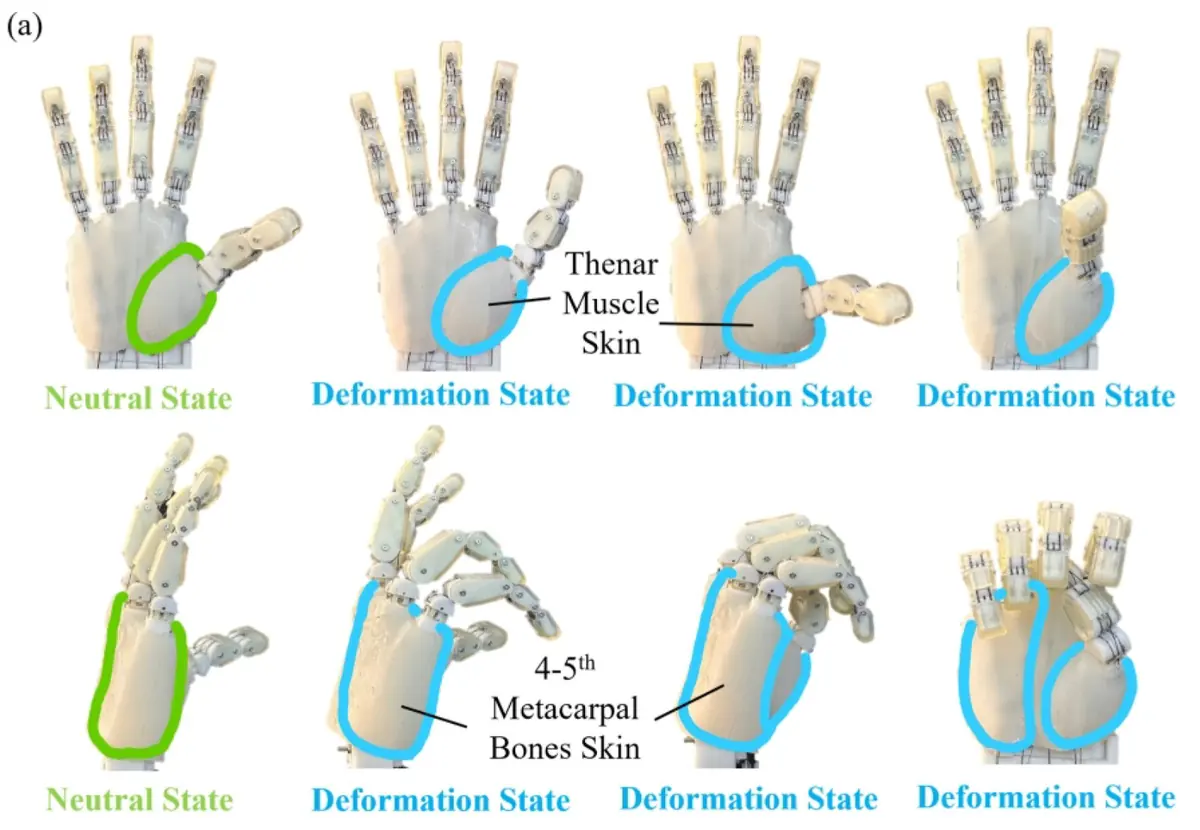 RIM Hand: A Robotic Hand with an Accurate Carpometacarpal Joint and Nitinol-Reinforced Skeletal Structure